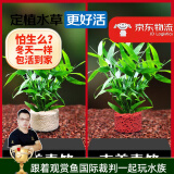 云峰海瑞水草活体懒人草鱼缸造景活体水草套餐鱼缸水草有茎类中后景真水草 【好养易活】南美青竹净水石1份随机