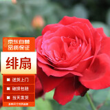 墨一灌木月季花苗特大花盆栽蔷薇 绯扇 40cm左右原盆 源头直发