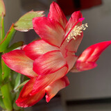 种花迷多色蟹爪兰花苗盆栽带花苞四季开花重瓣抓莲好养易活室内花 精品原盆土25-30棵复色红/带花苞 不含盆