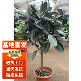 叹为观止 大绿植幸福树金钻巴西铁盆景绿植盆栽办公室室内大型绿植 黑金刚1.2-1.4米 不含盆