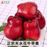 甘美农【顺丰】正宗甘肃天水花牛脆甜粉面苹果蛇红果老人应季礼盒 5斤大果8-9个(单果260g+)
