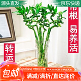 萌肉居富贵竹转运竹室内花卉10根约70cm高富贵弯竹含随机玻璃瓶源头直发