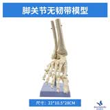 蓝蝶教学仿真人体关节骨骼模型 韧带手肘肩髋脚膝关节模型附韧带人体骨骼教学练习功能展示 六件套关节 B款脚关节无韧带