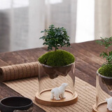 八芽趣味鲜活苔藓微型景观创意室内桌面生态绿植盆栽盆景懒人好养植物 观山达摩九里香-小白熊-含竹底托 带玻璃杯