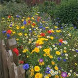 长春花种子日日春天天开花种籽易活四季播种庭院阳台盆栽耐热花卉 野花组合1000粒/送肥料