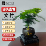 九千谷文竹盆栽绿植花卉室内书房桌面懒人植物四季常青圆盆源头直发