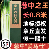 田良季正宗山东章丘铁杆大葱【顺丰速运】高白脆甜水果葱特产送礼品 净重 5斤 | 精选净葱0.8米 顺丰礼盒装【脆甜丨去皮去半叶】