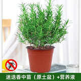 爱你一万年迷迭香苗盆栽可食用驱蚊植物香草薄荷苗水培花卉绿植物室内煎牛排 【精品】 迷迭香中苗（原土盆）