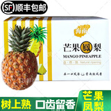 沃鲜谷【顺丰】芒果凤梨 树上熟 非金钻凤梨菠萝  香甜多汁 新鲜水果 8-9斤 大果4个