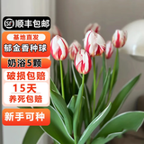 耘淘郁金香种球水培5度球花卉绿植种子土培植物水养盆栽室内室外耐寒1 奶浴 幸福下一代5球+2包肥料