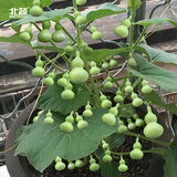 北蔬 蔬菜种子大全品种阳台四季播种菜籽 批发家庭种植农科院种子夏季 草里金小葫芦种子 10粒/袋