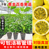 芥圃百香果苗四季黄金百香果大苗 官方旗舰 香蜜9号百香果四季结果树 黄金百香果苗 40-50cm