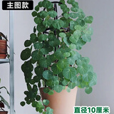 临雅山乌龟植物金不换盆栽红藤圆叶室内阳台爬藤观叶水培好养绿植夏天 红藤圆叶【10直径】1个