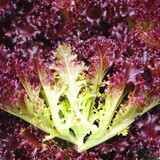 播种心情 家庭种植蔬菜种子孑籽大全四季播种阳台盆栽农家庭院小菜园有机 紫叶生菜种子2包