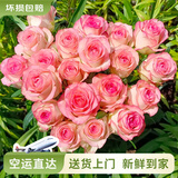 云南鲜花批发品质玫瑰百合水养鲜切花送女友生日礼物源头直发 艾莎（铁头公主）-10支 【任选2件—不收运費】