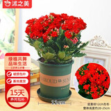 沭之美长寿花绿植花卉阳台盆栽四季开花绿植变色龙源头直发