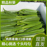 格沃斯（GEWOSI）秋葵鲜新羊角豆新货应季鲜秋葵现摘新鲜黄秋葵 0g 早上采摘下午发 一伒秋葵