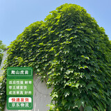 通沭爬山虎树苗四季常青爬山虎树苗观叶绿化植物 4年苗10棵源头直发