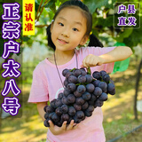 秦人农匠 正宗户太八号【顺丰空运】陕西户县葡萄新鲜沪太8号西安特产礼盒 净重6斤 精选装 顺丰空运 户县直发