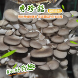 菇婆婆平菇蘑菇种植菌包菌棒盆栽食用菌种家庭趣味栽培阳台采新鲜的蘑菇 秀珍菇【出口级-1袋装】 袋装