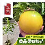 黄晶果树苗嫁接苗6号四季当年结果南方耐寒大黄宝石冬蜜黄金果苗 精品嫁接黄晶果六号2年苗【带原杯原土】 50cm(含)-60cm(不含)
