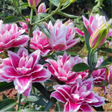 鑫意香水百合种球盆栽四季开花花卉种子种球百合花种球易养护花卉绿植 奥斯卡百合种球4个+肥料一包
