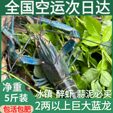 澳洲鲜活小龙虾超大特大淡水养殖清水蓝龙虾一两以上（干净免刷） 2两3斤装（一斤大概4-5只）
