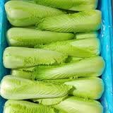格沃斯云南新鲜现拔龙牙白菜时令蔬菜龙芽菜供港农家菜绿色青菜火锅涮菜 供港龙芽白菜 5斤【龙牙白菜】 人工精选
