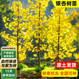 泰西丝银杏树苗绿化苗木庭院绿化苗木行道树 银杏树2CM粗1棵 源头直发