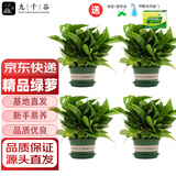 九千谷绿萝盆栽除甲醛绿植花卉大叶绿箩加仑盆4盆带试剂盒源头直发