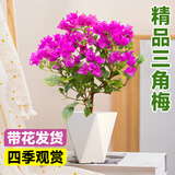 爱优尚三角梅盆栽带花苞树阳台室内植物阳台庭院四季开花紫樱源头直发