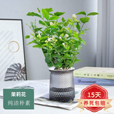 欧悟 室内办公桌面绿植净化空气除甲醛水培植物小绿植花卉盆栽绿萝 茉莉花 带盆栽好