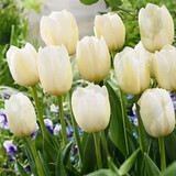 鑫意郁金香种球水培绿植土培室内花卉种子盆栽植物花种 白日梦金香种球5个