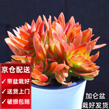 两腿跑【送货上门】三八节多肉植物带盆桌面盆栽组合绿植花卉幼儿园盆栽 火祭(带盆栽好)