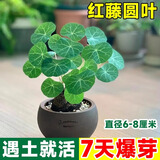 临雅山乌龟植物金不换盆栽红藤圆叶室内阳台爬藤观叶水培好养绿植夏天 红藤圆叶【6-8 直径】1个