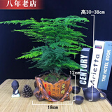 雅卉盆栽大文竹耐阴四季常青植物去客厅办公室内开业绿植大盆景 大文竹+复古坚持花盆