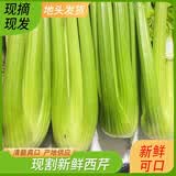 希尔伦新鲜西芹5斤脆嫩半叶西芹芹菜榨汁寿光产地源头直发包邮 净重5斤