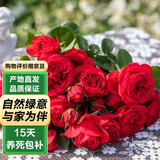 泰西丝月季花苗不爬藤花卉地载 不爬藤红苹果30-40cm不含盆 源头直发