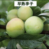 蜂糖李子树苗嫁接特大晚熟脱骨青脆李子果树苗南北方种三华李树苗 早熟三华李70~120cm高当年结果 70cm(含)-79cm(含)