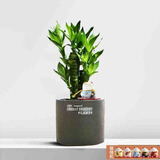 绿荫巷子富贵竹植物迷你盆栽室内办公室好养文昌竹绿植四季常青步步高花卉 【韩式水泥盆】3支富贵竹+日式猫