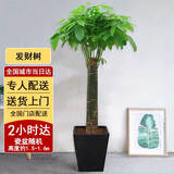 芙洛拉花园【2小时达】发财树绿萝金钱树散尾葵天堂鸟大型绿植室内开业乔迁 单杆发财树