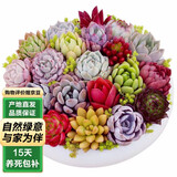 泰西丝多肉植物盆栽花卉室内植物 多肉30颗不重复  不含盆 源头直发