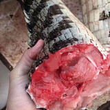 拾贝壳新鲜现杀带皮鳄鱼 人工养殖食用鳄鱼 生鲜鳄鱼肉 鳄鱼尾巴肉2斤装