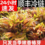 农大姐妹香椿 香椿芽新鲜头茬香椿芽叶 山东红油香椿 新鲜野菜香椿嫩芽叶 现摘嫩芽3斤（顺丰冷链）