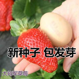 丹东99大草莓种籽四季花种籽子草莓苗种植蔬菜种孑花卉种子 大将军草莓200粒 常规