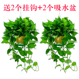 长藤绿萝盆栽室内花卉大叶绿箩水养盆景桌面办公客厅水培垂吊绿植 黄盆2盆藤长30cm左右带吸水盆