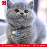 涴喵 苏氏纯种英短幼猫短毛猫大脸猫宠物猫咪活体辅助喂养 宠物级 【蓝猫】