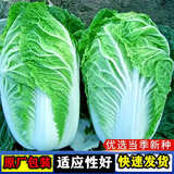 大白菜种子白菜种籽阳台盆栽四季易种植白菜种子蔬菜种子大全 山东四号白菜籽【1包 1千粒】