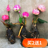 欧悟碗莲种子室内盆栽水培植物水养荷花绿植花卉风信子水仙花种球睡莲 混色带芽睡莲根块2颗+营养液