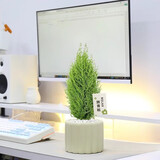 中梦   香松放轻松绿植盆栽办公桌面室内花卉阳台植物四季常青圣诞树 香松中苗35-45cm+奶油风竖纹盆陶 +放青松卡片